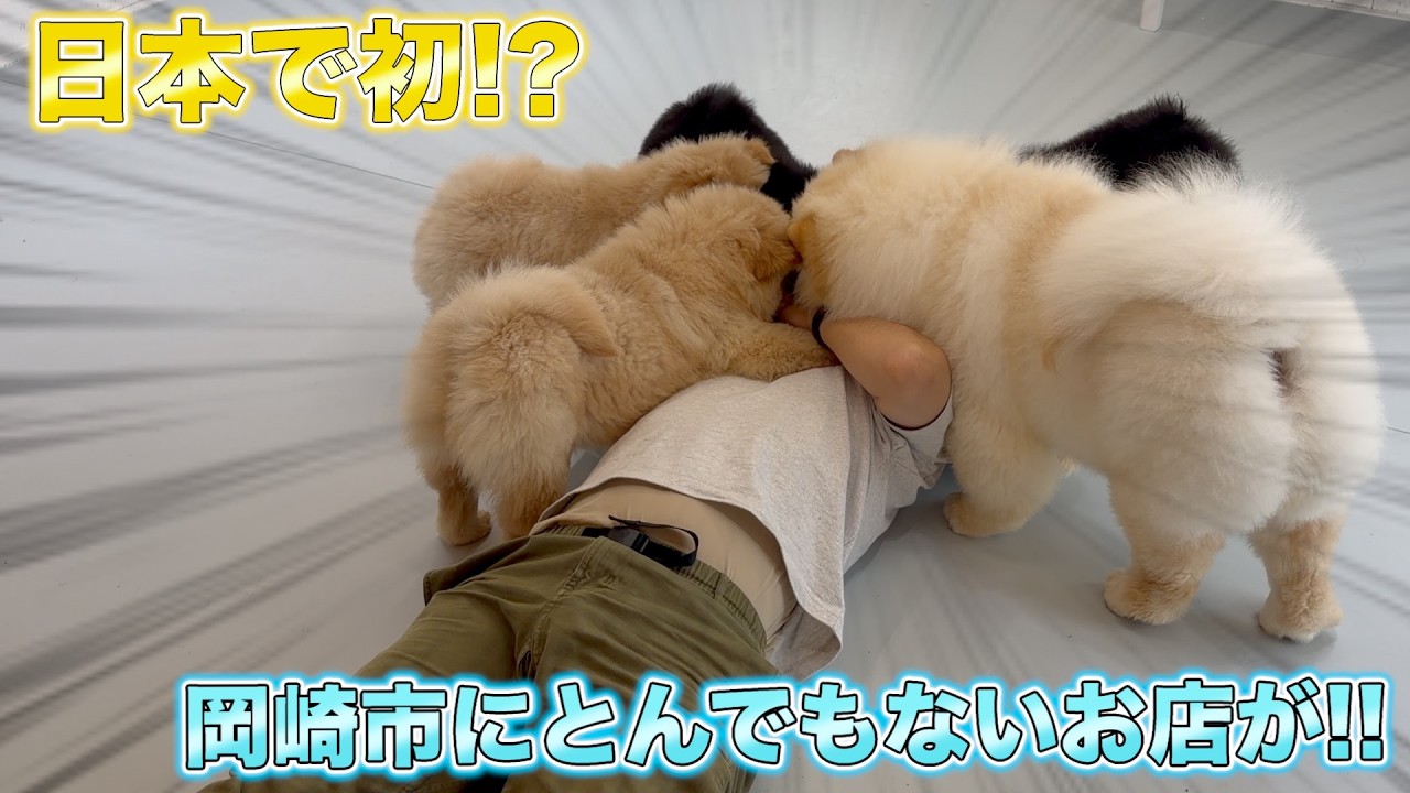 【日本初!?】誰もが癒されて幸福感満載のお店が岡崎市にできた！