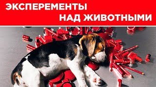 ЭКСПЕРИМЕНТЫ НАД ЖИВОТНЫМИ проблемы в России и мире ЭКСПЕРИМЕНТЫ НАД ЖИВОТНЫМИ проблемы в России и мире