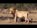 Massive Lion King of Sabi Sands | Plains Camp Males | 25 May 2024