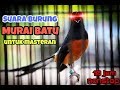 Suara Burung Murai Batu Untuk Masteran Super Lengkap  (Full 10 jam)