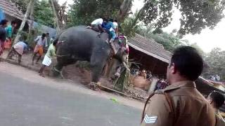 Elephant attack