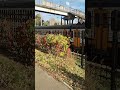 Электричка на Киев волынский | Regional train at Kyiv Volynski | Електричка на Київ Волинський #ua
