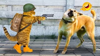 Funniest Cats And Dogs Videos 😁  | Best Funny Animal Videos 2024 | Woa Doodland