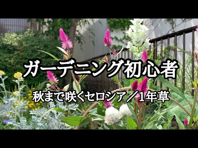 ガーデニング初心者 秋まで咲く花をカゴ植え 6月下旬 Youtube