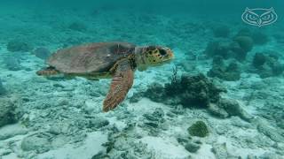 #FAU sea turtle researcher finds more human interruptions during nesting season