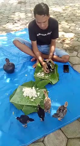Lucu! Lagi Makan diganggu Ayam, auto ngamuk dan bungkus jadi Lauk #lucu #funnyvideos #laugh #funny