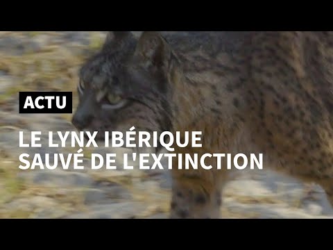 Vidéo: Lynx espagnol : caractéristiques de l'espèce