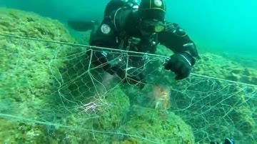 Ghost Diving: Rescue of entangled Scorpion fish