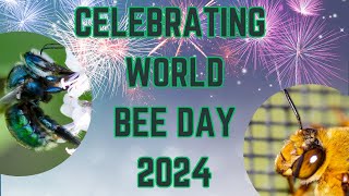 World Bee Day 2024 - Australian Native Bees - Wet Tropics