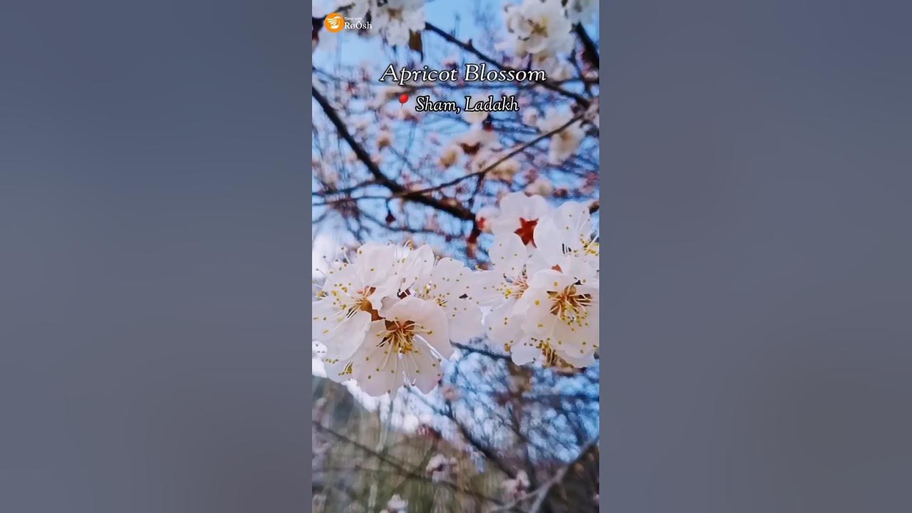 Apricot blossom #ApricotBlossom #apricot #blossoms #spring #rooshkb #roosh #tarvellingforlife Apricot blossom #ApricotBlossom #apricot #blossoms #spring #rooshkb #roosh #tarvellingforlife