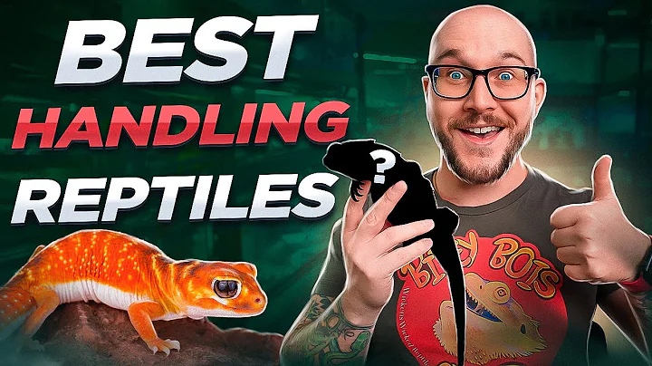 The Most Handleable Pet Reptiles! No Bites, Just Love!