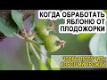 Когда обрабатывать яблоню от плодожорки