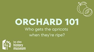 Orchard 101: Who gets the apricots when they're ripe?