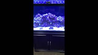 first reef tank api test kits and hanna checkers