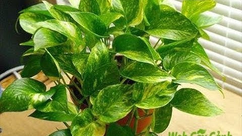 Có nên trồng Cây Trầu Bà trong nhà