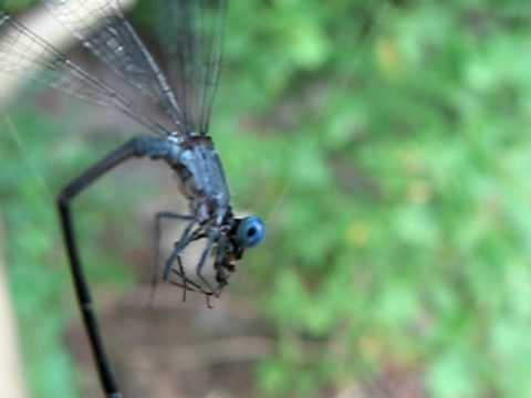 Giant Damselflies Diet