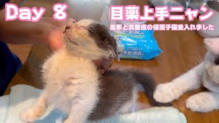 目薬も慣れてきたニャン 風邪と真菌症の保護子猫受入れました  2024 05 27 2