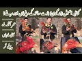 Pure kamalia aseel breed roosters