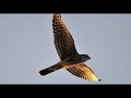 Falcon - Northern Hobby Birdsong Sound with faint rain and thunder