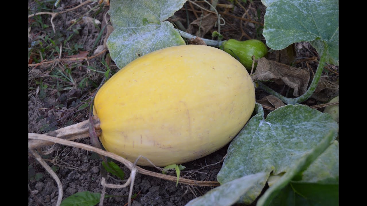 squish melon