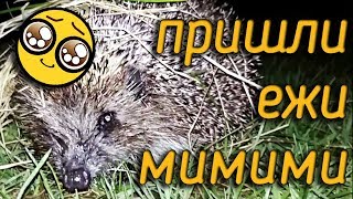 Прогулка с ежиками | Спасла от собаки Прогулка с ежиками | Спасла от собаки