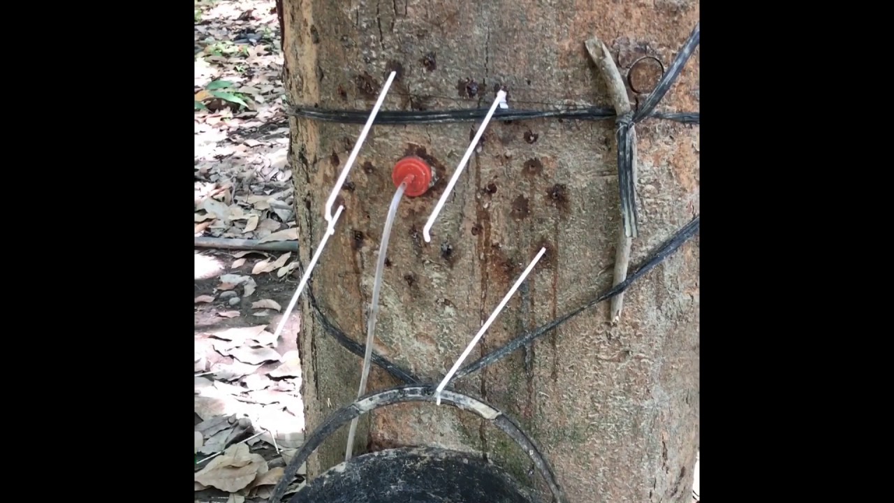 วิธีเจาะยางพารา อ.ป่าซาง จ.ลำพูน