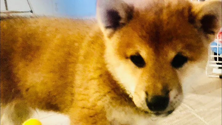 Finally!  We get to  bring home our 8-week old SHIBA INU!  #shibaaa