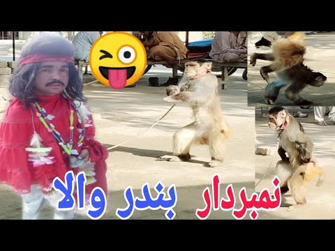 Numberdar new funny video.|| Numberdar monkey amazing show.|| Saraiki