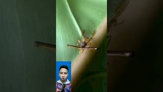 Heart Attack Strange Sightings