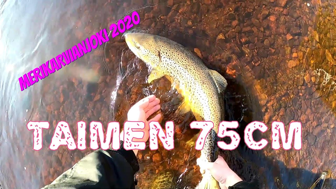 Taimen 75cm | Merikarvianjoki 2020 | Kalastus 2020