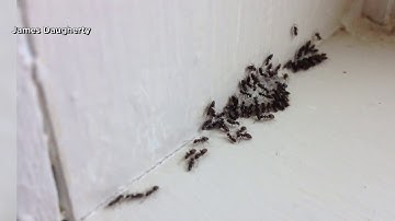 More bugs in homes as temperatures rise