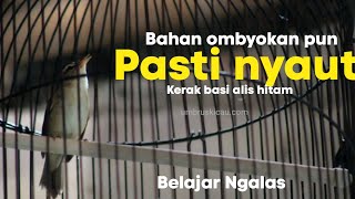 Masteran Kerak basi alis hitam gacor buat pancingan bahan agar nyaut