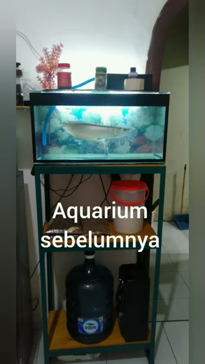 ARWANA - Aquarium baru untuk arwana brazil Background hitam