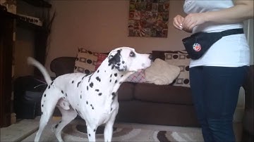 How to teach your dog to Target your Hand