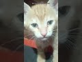 The Real Reason Why Cats Are Attracted to Certain People! 🤯🐱| pawsomefeed #catvideos #shorts