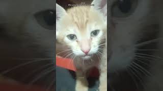 The Real Reason Why Cats Are Attracted to Certain People! 🤯🐱| pawsomefeed #catvideos #shorts
