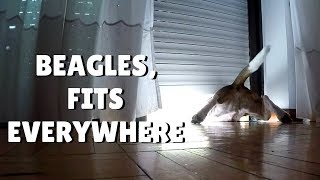 Cute Beagle, Fits EVERYWHERE ¦ PipasTheBeagle by Pipas The Beagle 328 views 4 years ago 58 seconds