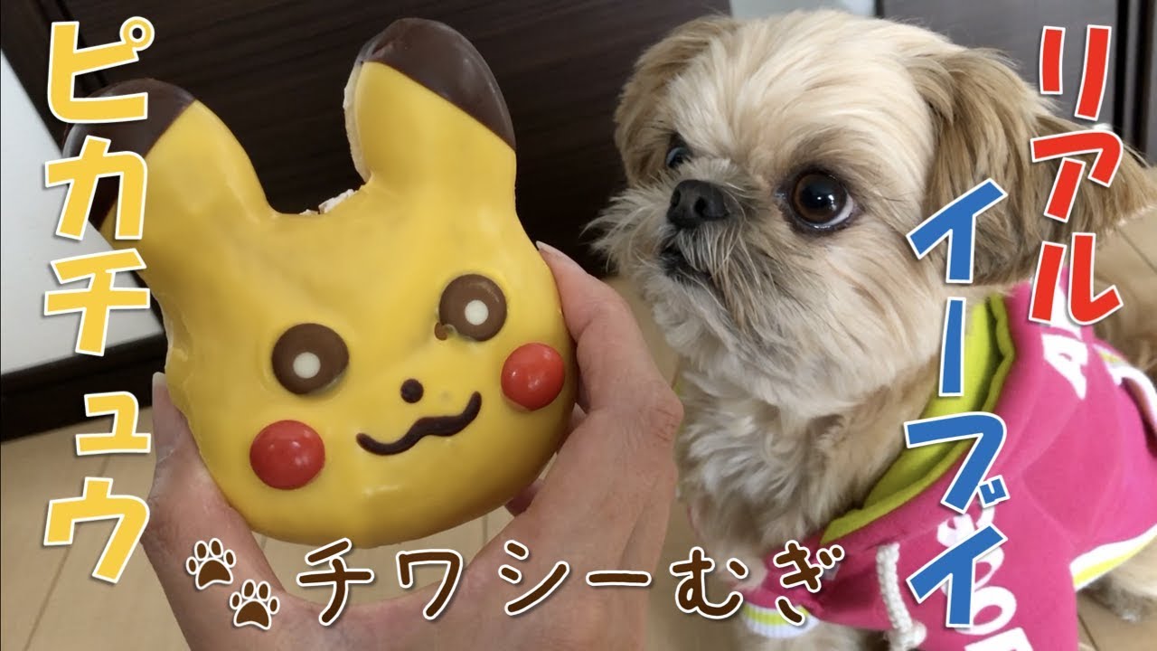 ポケモン ピカチュウドーナツとリアルイーブイ Pikachu And Real Eevee チワワ シーズー Youtube