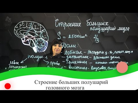 Строение больших полушарий головного мозга. 7 класс.