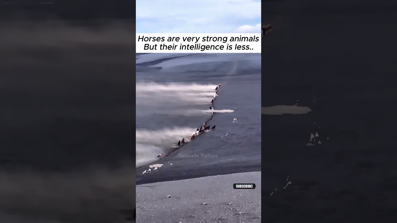 60 horses crossing a black ash desert with the north wind blowing  Video by   