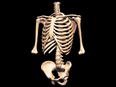 Скелет человека- The Human Skeleton