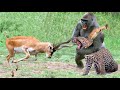 Gorillas Really Want To Rescue The Impala From Leopard Hunting ? Leopard vs Baboon vs Impala