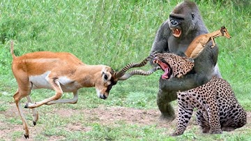 Gorillas Really Want To Rescue The Impala From Leopard Hunting ? Leopard vs Baboon vs Impala