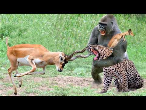 Gorillas Really Want To Rescue The Impala From Leopard Hunting ? Leopard vs Baboon vs Impala
