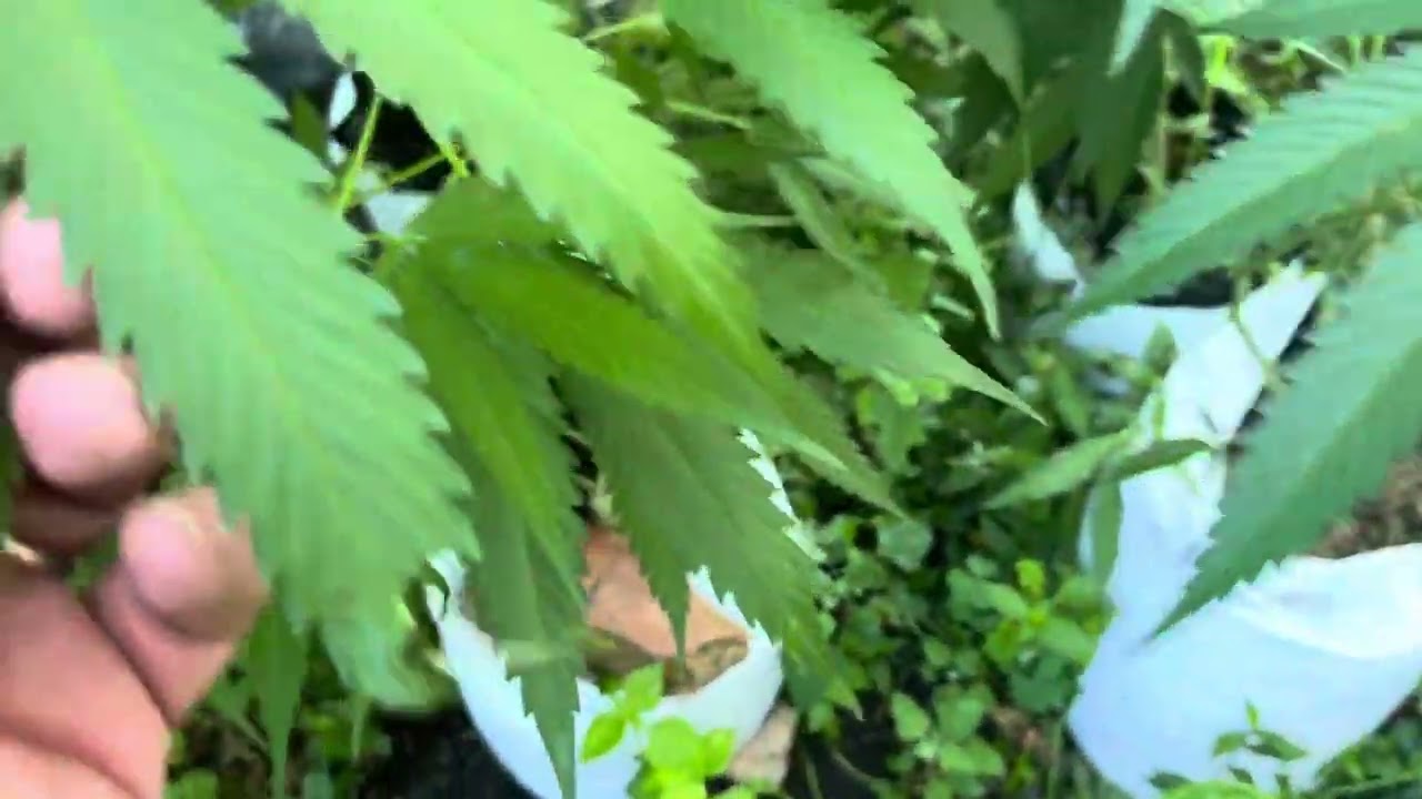 Different ways to prevent white powdery, mildew, and fungus on your cannabis plants