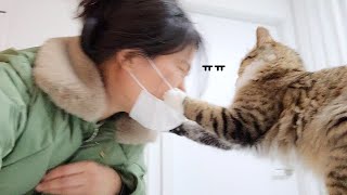 What if you suddenly throw a cat punch... by 냥큼한 친구들 Sweet cats 18,643 views 1 year ago 1 minute, 21 seconds