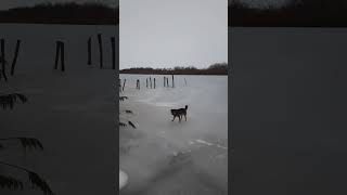 Собака на льду#собакадругчеловека #природа #деревня #река #россия