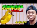 Rawatan Pleci Dakbal Agar Cepat Gacor Ngalas Ngerol Ala Om Ardi KPC