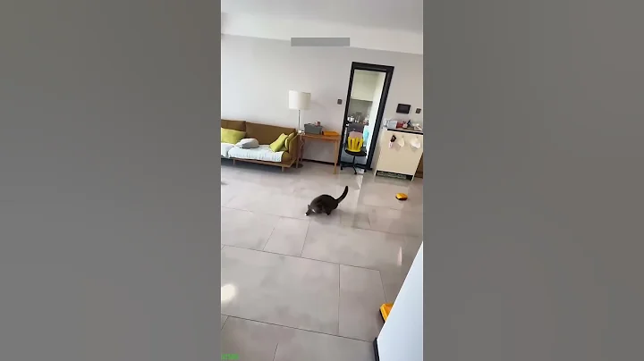 Watch the video about Funny Cat 😹 Kitten meowing 🐱 # Part 8967