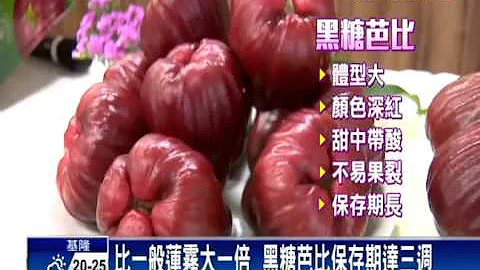 新品種蓮霧精品黑糖芭比 一顆300破紀錄－民視新聞 - 天天要聞